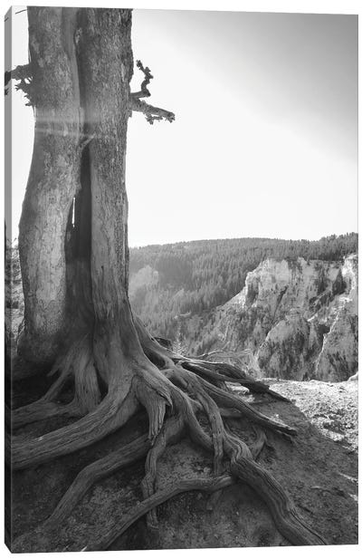 Rooted At Yellowstone In Black And White Canvas Art Print - Wyoming Art