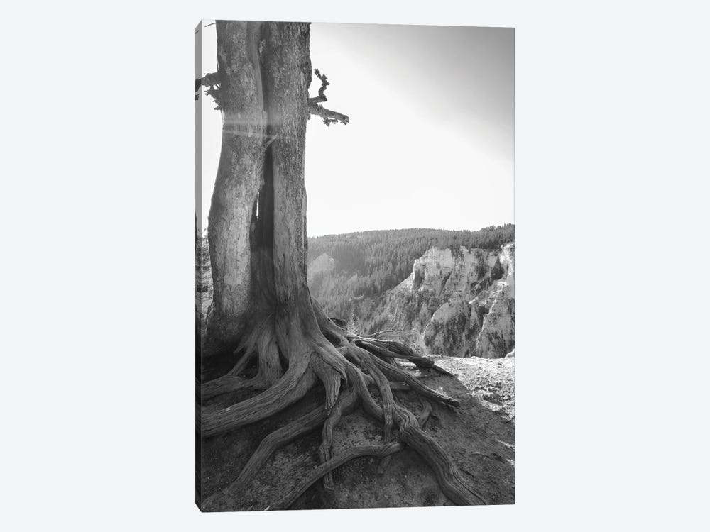 Rooted At Yellowstone In Black And White by Teal Production 1-piece Canvas Art Print