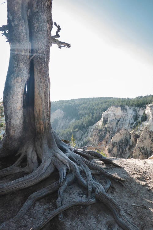 Rooted At Yellowstone In Color