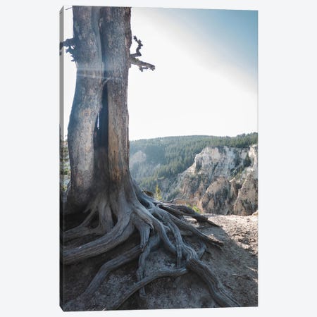 Rooted At Yellowstone In Color Canvas Print #TEA29} by Teal Production Canvas Art