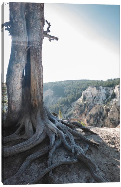 Rooted At Yellowstone In Color Canvas Art Print - Yellowstone National Park Art