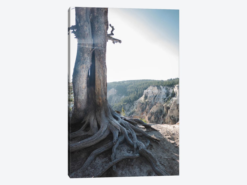 Rooted At Yellowstone In Color by Teal Production 1-piece Canvas Wall Art