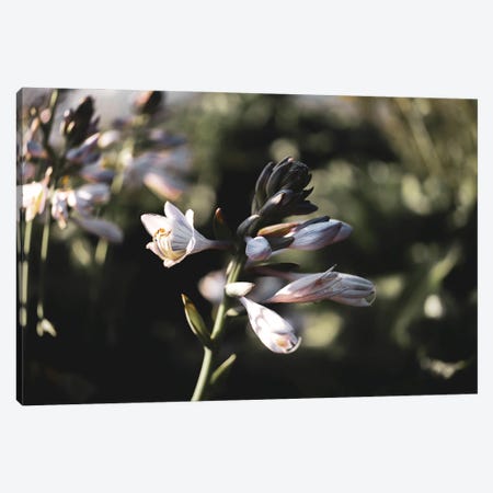Lily Canvas Print #TEA66} by Teal Production Canvas Print