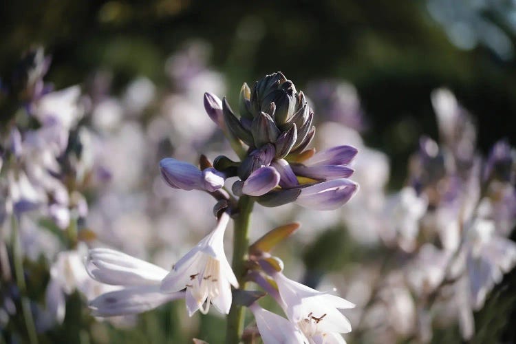 Purple Lily