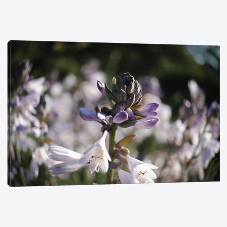 Purple Lily Canvas Print #TEA74} by Teal Production Canvas Art