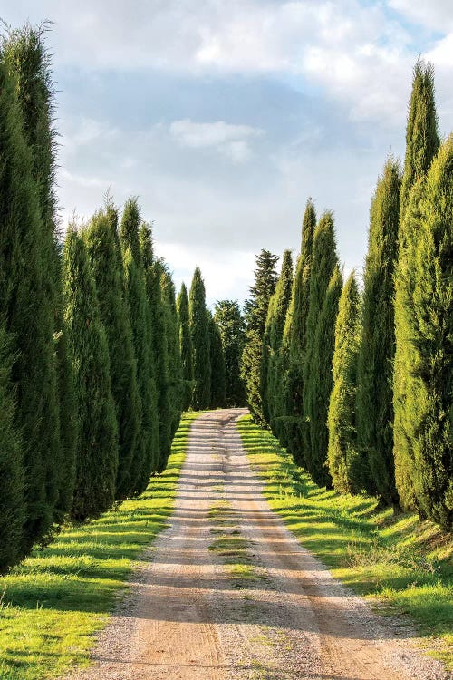 Italy, Tuscany, Long Driveway lined with Cypress trees