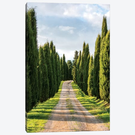 Italy, Tuscany, Long Driveway lined with Cypress trees Canvas Print #TEG13} by Terry Eggers Canvas Print