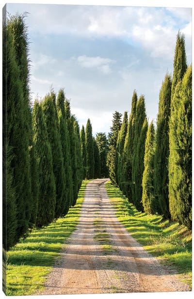 Italy, Tuscany, Long Driveway lined with Cypress trees Canvas Art Print - Vineyard Art