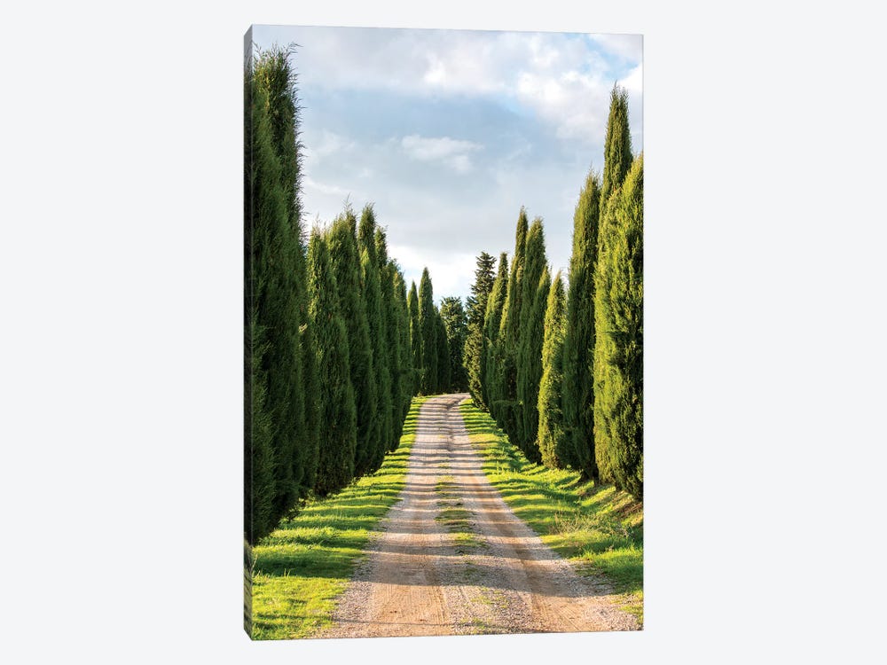 Italy, Tuscany, Long Driveway lined with Cypress trees by Terry Eggers 1-piece Canvas Art Print