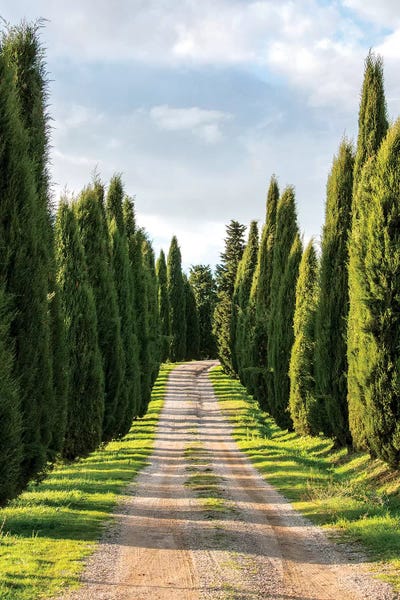 Italy, Tuscany, Long Driveway lined with Cypress trees