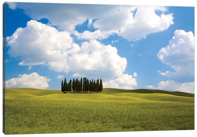 Countryside Cypress Trees, Tuscany Region, Italy Canvas Art Print - Tuscany Art