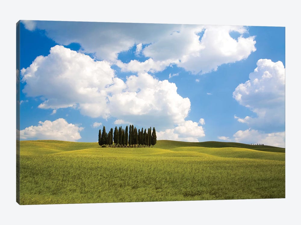 Countryside Cypress Trees, Tuscany Region, Italy by Terry Eggers 1-piece Art Print