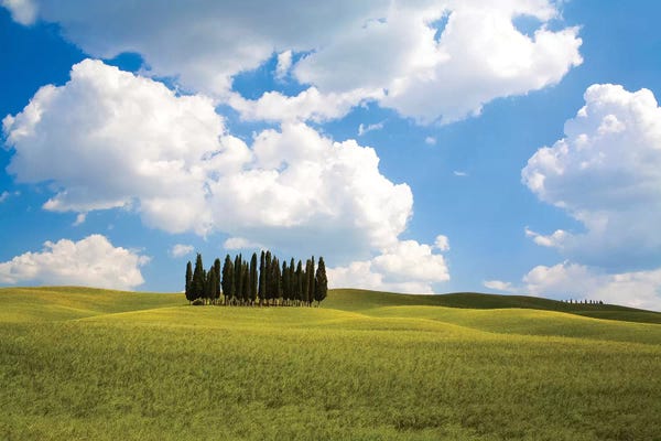 Terry Eggers: Countryside Cypress Trees, Tuscany Region, Italy by Terry Eggers