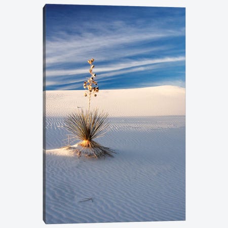 USA, New Mexico, White Sands National Monument, Sand Dune Patterns and Yucca Plants Canvas Print #TEG23} by Terry Eggers Canvas Art