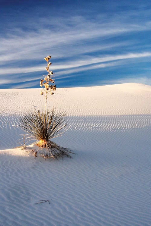 USA, New Mexico, White Sands National Monument, Sand Dune Patterns and Yucca Plants by Terry Eggers wall art