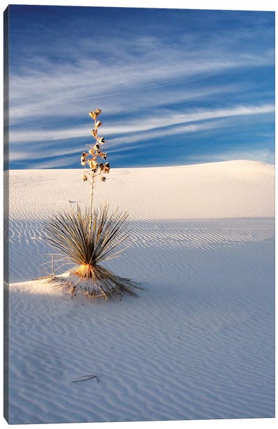 USA, New Mexico, White Sands National Monument, Sand Dune Patterns and Yucca Plants Canvas Art Print