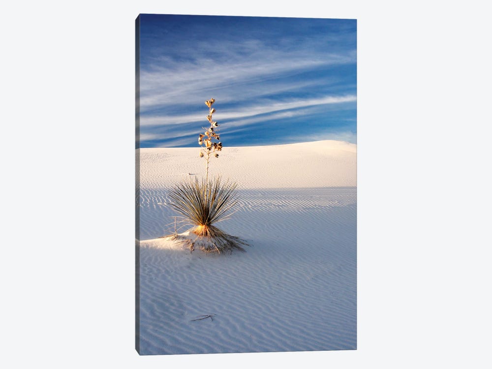 USA, New Mexico, White Sands National Monument, Sand Dune Patterns and Yucca Plants by Terry Eggers 1-piece Canvas Wall Art