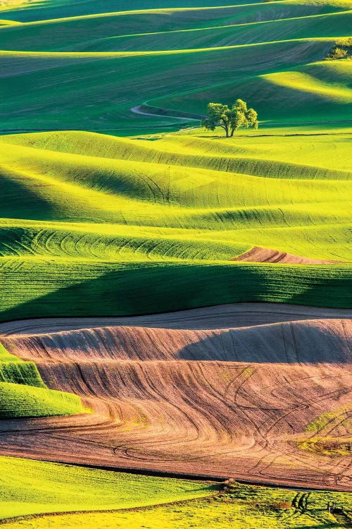 USA, Washington State, Palouse Country, Lone Tree in Wheat Field I