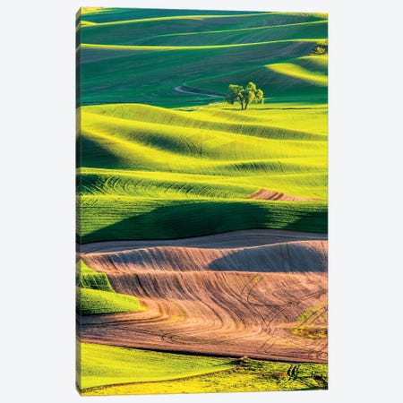 USA, Washington State, Palouse Country, Lone Tree in Wheat Field I Canvas Print #TEG26} by Terry Eggers Art Print