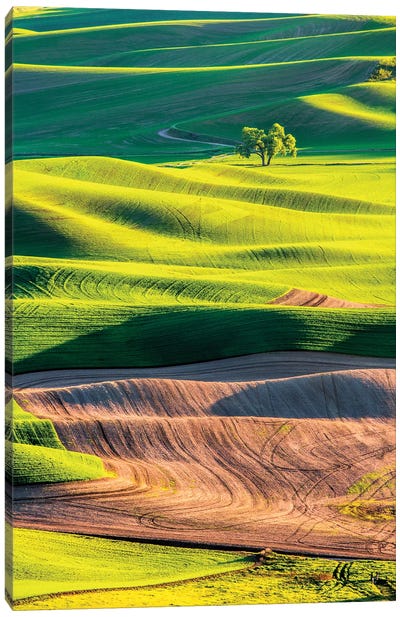 USA, Washington State, Palouse Country, Lone Tree in Wheat Field I Canvas Art Print