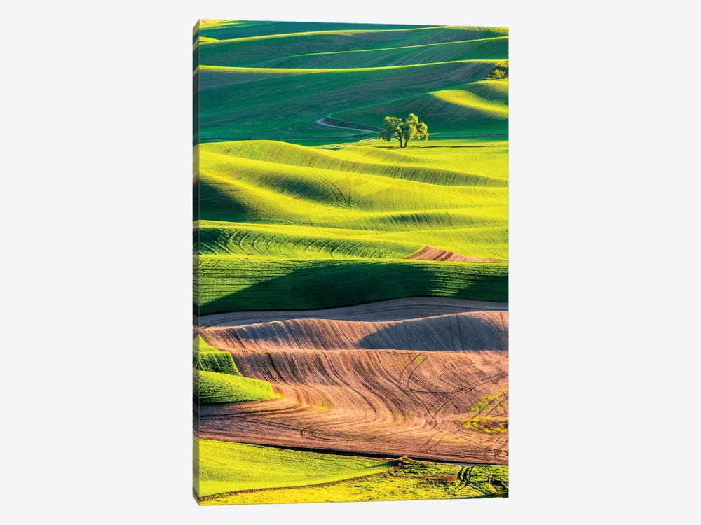 USA, Washington State, Palouse Country, Lone Tree in Wheat Field I by Terry Eggers 1-piece Canvas Print