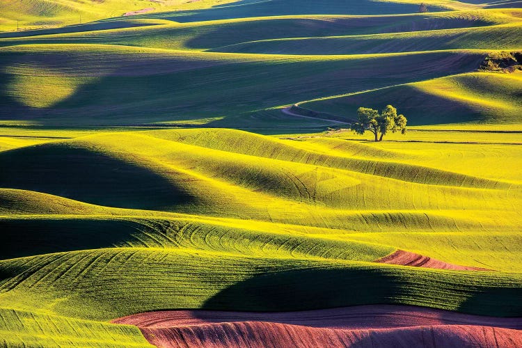 USA, Washington State, Palouse Country, Lone Tree in Wheat Field II