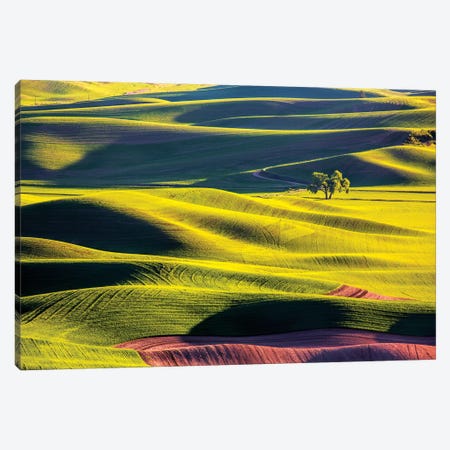 USA, Washington State, Palouse Country, Lone Tree in Wheat Field II Canvas Print #TEG27} by Terry Eggers Canvas Print