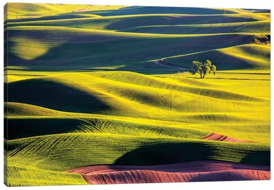 USA, Washington State, Palouse Country, Lone Tree in Wheat Field II Canvas Art Print