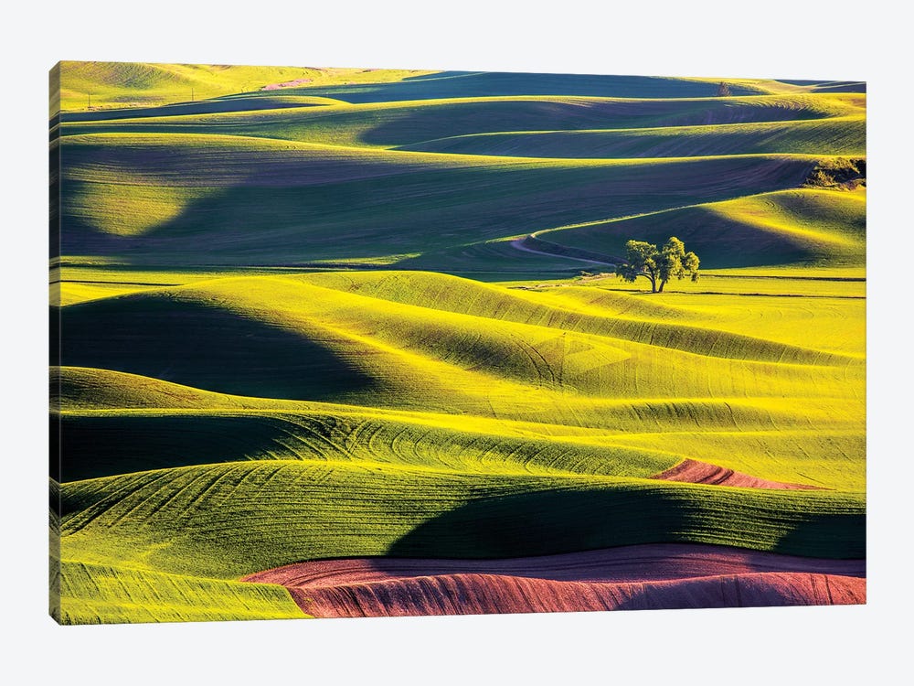 USA, Washington State, Palouse Country, Lone Tree in Wheat Field II by Terry Eggers 1-piece Canvas Art