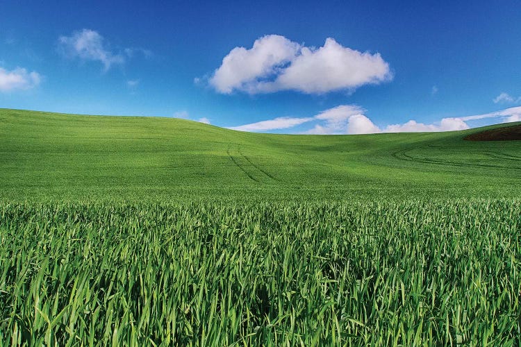 USA, Washington State, Palouse Country, Spring Wheat Field and Clouds I