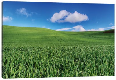 USA, Washington State, Palouse Country, Spring Wheat Field and Clouds I Canvas Art Print