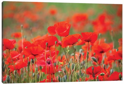 Summer Poppies, Tuscany Region, Italy Canvas Art Print