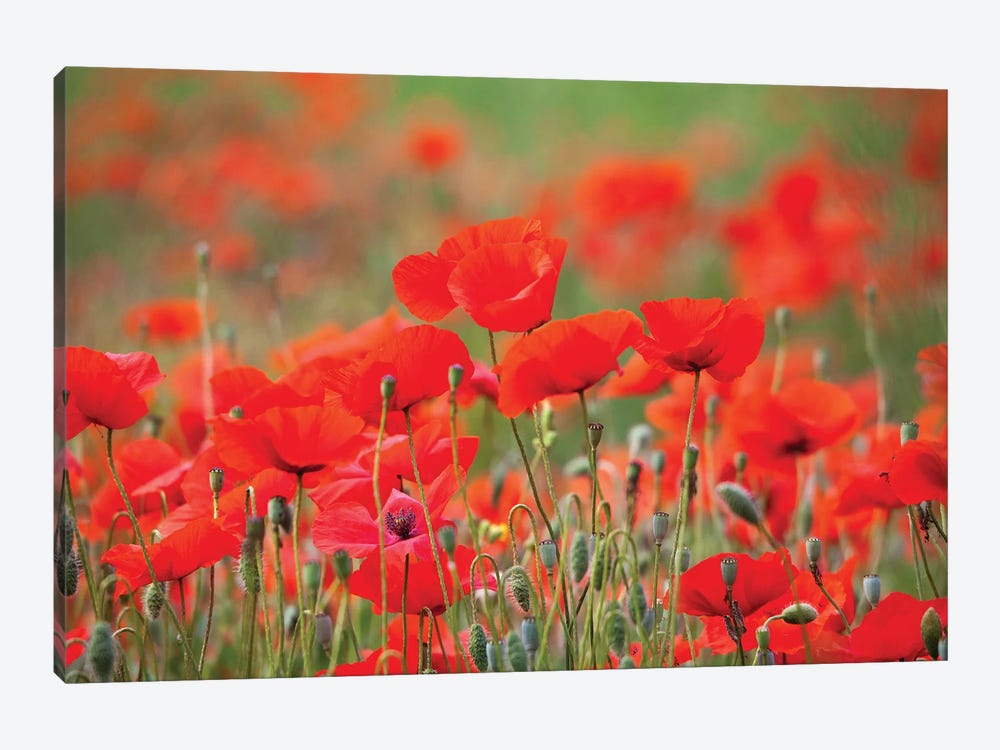 Summer Poppies, Tuscany Region, Italy by Terry Eggers 1-piece Canvas Artwork