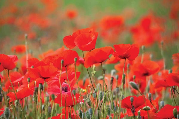 Poppies: Summer Poppies, Tuscany Region, Italy by Terry Eggers