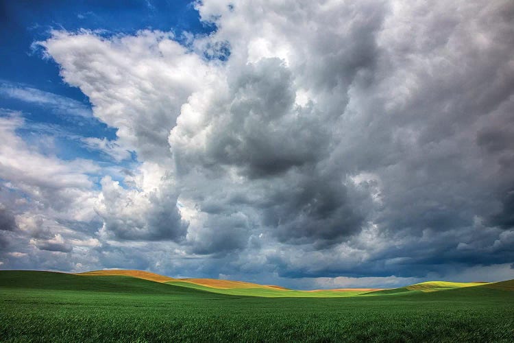 USA, Washington State, Palouse, Spring Rolling Hills of Wheat fields