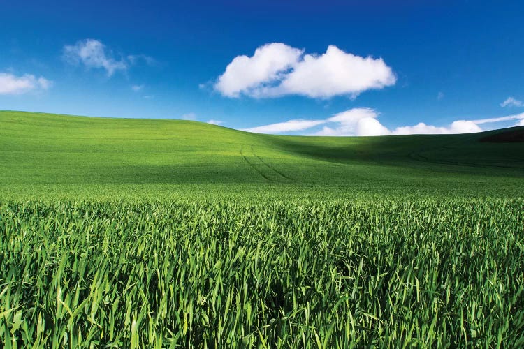 USA, Washington State, Palouse, Spring Wheat Field and Clouds