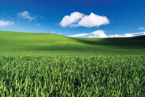 USA, Washington State, Palouse, Spring Wheat Field and Clouds