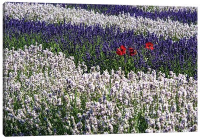 USA, Washington State, Sequim, Lavender Field Canvas Art Print