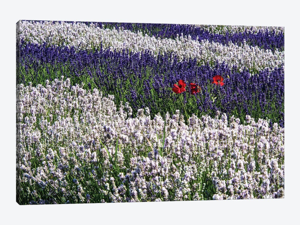 USA, Washington State, Sequim, Lavender Field by Terry Eggers 1-piece Art Print