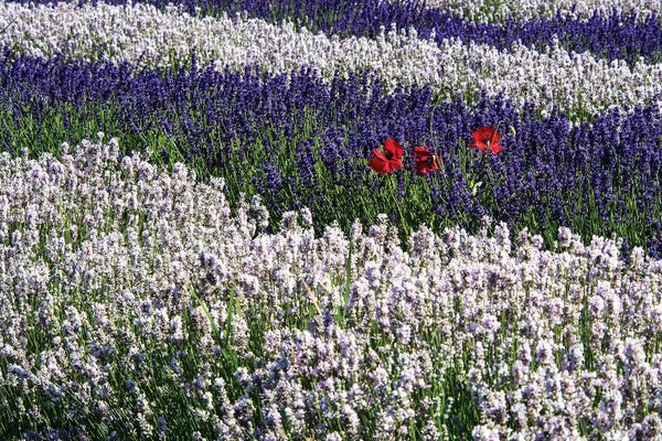 Herbs: USA, Washington State, Sequim, Lavender Field by Terry Eggers