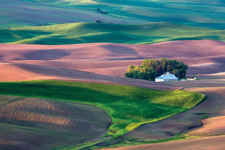 USA, Washington State, White House in Spring Wheat Field