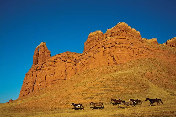 USA, Wyoming, Shell, Heard of Horses Running along the Red Rock hills