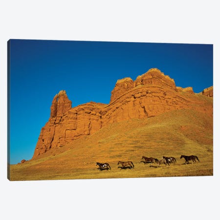 USA, Wyoming, Shell, Heard of Horses Running along the Red Rock hills Canvas Print #TEG37} by Terry Eggers Canvas Wall Art