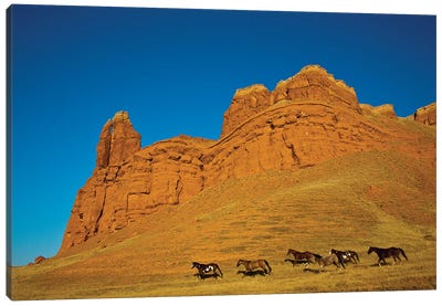 USA, Wyoming, Shell, Heard of Horses Running along the Red Rock hills Canvas Art Print