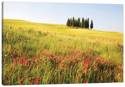 Countryside Wildflowers, Tuscany Region, Italy Canvas Art Print - Tuscany Art