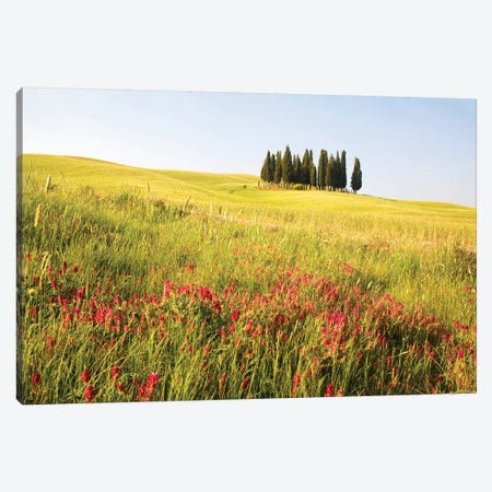 Countryside Wildflowers, Tuscany Region, Italy Canvas Print #TEG4} by Terry Eggers Canvas Art