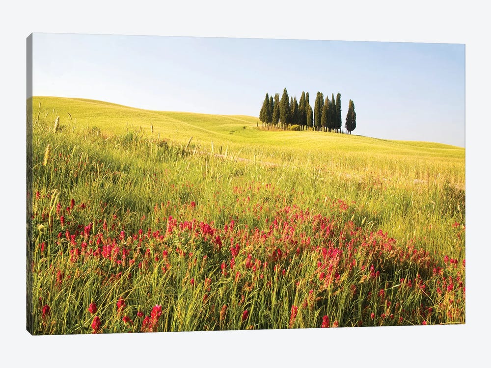 Countryside Wildflowers, Tuscany Region, Italy by Terry Eggers 1-piece Canvas Artwork