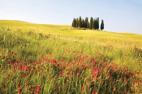 Terry Eggers: Countryside Wildflowers, Tuscany Region, Italy by Terry Eggers