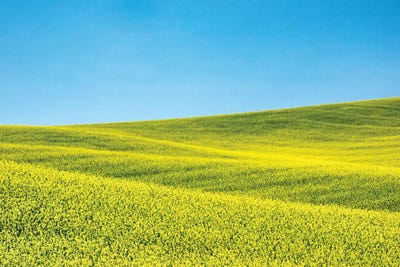 Canola field in Spring by Terry Eggers canvas print
