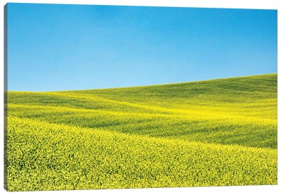 Canola field in Spring Canvas Art Print